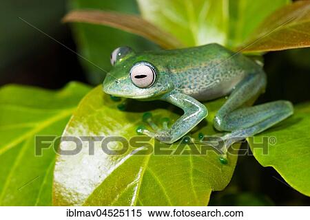 Elena's Madagascar rudder frog on one leaf, leaf frog (Boophis elenae), Andasibe National Park, Madagascar, Africa View Large Photo Image Stock Photography - Elena's Madagascar rudder frog on one leaf, leaf frog (Boophis elenae), Andasibe National Park, Madagascar, Africa. Fotosearch