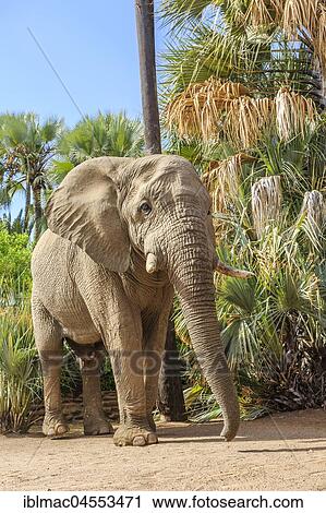 Elephant bull (Loxodonta africana) at the Palmwag Lodge, Damaraland, Kunene Region, Namibia, Africa View Large Photo Image Stock Image - Elephant bull (Loxodonta africana) at the Palmwag Lodge, Damaraland, Kunene Region, Namibia, Africa. Fotosearch
