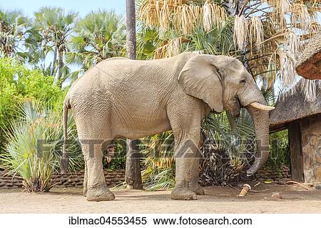 Elephant bull (Loxodonta africana) at the Palmwag Lodge, Damaraland, Kunene Region, Namibia, Africa View Large Photo Image Stock Photography - Elephant bull (Loxodonta africana) at the Palmwag Lodge, Damaraland, Kunene Region, Namibia, Africa. Fotosearch