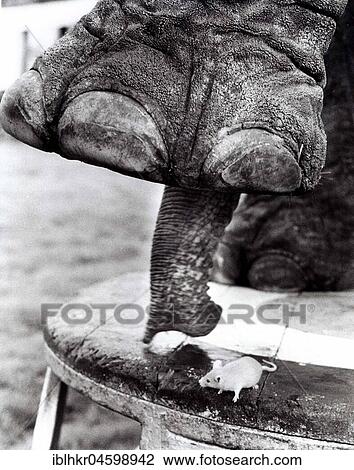 Stock Image - Elephant with white mouse, England, Great Britain. Fotosearch