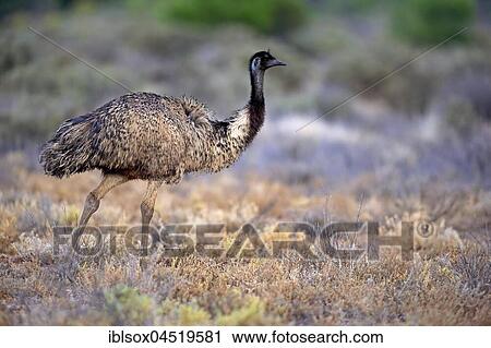 Stock Image - Emu (Dromaius novaehollandiae), adult, walking, Sturt National Park, New South Wales, Australia, Oceania. Fotosearch