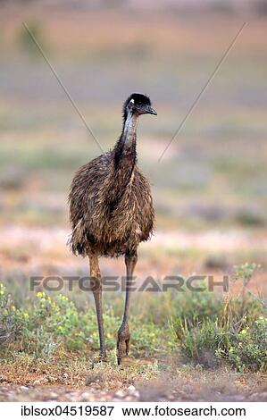 Emu (Dromaius novaehollandiae), adult, walking, Sturt National Park, New South Wales, Australia, Oceania View Large Photo Image Stock Photo - Emu (Dromaius novaehollandiae), adult, walking, Sturt National Park, New South Wales, Australia, Oceania. Fotosearch