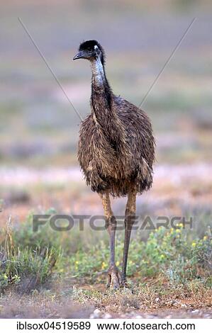 Stock Photo - Emu (Dromaius novaehollandiae), adult, walking, Sturt National Park, New South Wales, Australia, Oceania. Fotosearch