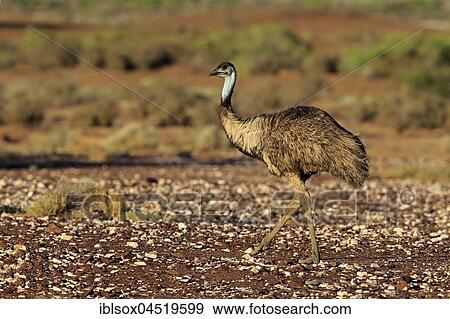 Stock Photo - Emu (Dromaius novaehollandiae), adult, walking, Sturt National Park, New South Wales, Australia, Oceania. Fotosearch