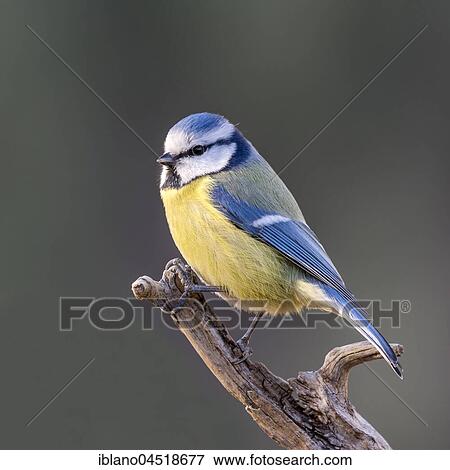 Eurasian blue tit (Parus caeruleus), male, sitting on branch, Tyrol, Austria, Europe View Large Photo Image Stock Photo - Eurasian blue tit (Parus caeruleus), male, sitting on branch, Tyrol, Austria, Europe. Fotosearch