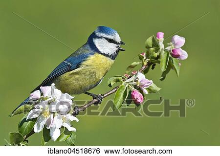 Stock Photograph - Eurasian blue tit (Parus caeruleus) sitting on flower branch, Tyrol, Austria, Europe. Fotosearch