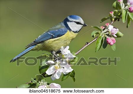 Eurasian blue tit (Parus caeruleus) sitting on flower branch, Tyrol, Austria, Europe View Large Photo Image Stock Photography - Eurasian blue tit (Parus caeruleus) sitting on flower branch, Tyrol, Austria, Europe. Fotosearch