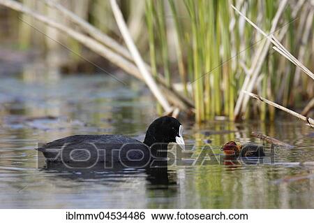 Stock Photograph - Eurasian coot (Fulica atra), adult with chicks in the water, Naturpark Flusslandschaft Peenetal, Mecklenburg-Western Pomerania, Germany, Europe. Fotosearch