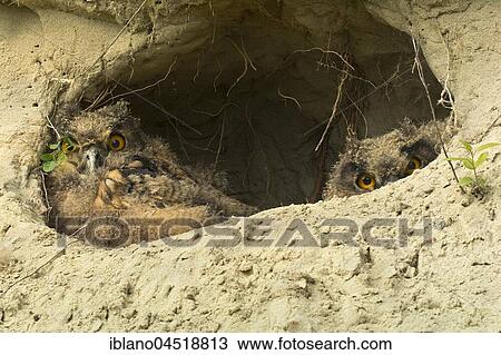 Eurasian eagle-owl (Bubo bubo), young animals in nesting hole, Burgenland, Austria, Europe View Large Photo Image Stock Image - Eurasian eagle-owl (Bubo bubo), young animals in nesting hole, Burgenland, Austria, Europe. Fotosearch