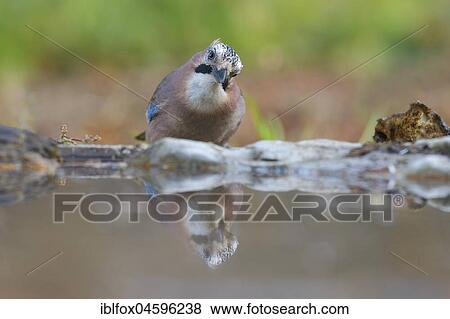 Eurasian jay (Garrulus glandarius) at water point with reflection, Tyrol, Austria, Europe View Large Photo Image Stock Photo - Eurasian jay (Garrulus glandarius) at water point with reflection, Tyrol, Austria, Europe. Fotosearch