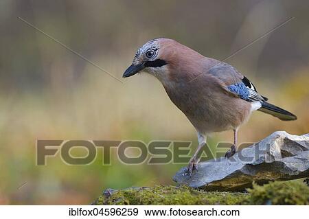 Eurasian jay (Garrulus glandarius) on a stone, Tyrol, Austria, Europe View Large Photo Image Stock Photo - Eurasian jay (Garrulus glandarius) on a stone, Tyrol, Austria, Europe. Fotosearch