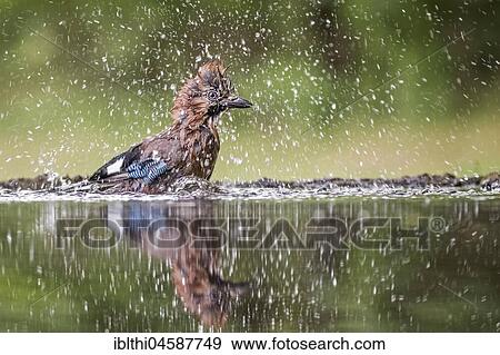 Eurasian jay (Garrulus glandarius) bathing on the water, National Park Kiskunság, Hungary, Europe View Large Photo Image Stock Photo - Eurasian jay (Garrulus glandarius) bathing on the water, National Park Kiskunság, Hungary, Europe. Fotosearch
