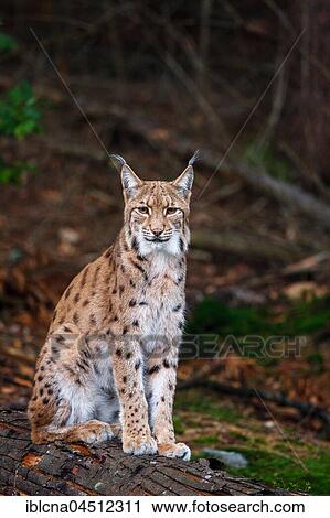 Stock Image - Eurasian lynx (Lynx lynx), captive, Bavaria, Germany, Europe. Fotosearch