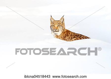 Stock Image - Eurasian Lynx (Lynx lynx), in snow, Bavaria, Germany, Europe. Fotosearch