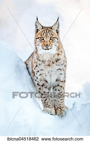 Stock Image - Eurasian Lynx (Lynx lynx), in snow, Bavaria, Germany, Europe. Fotosearch