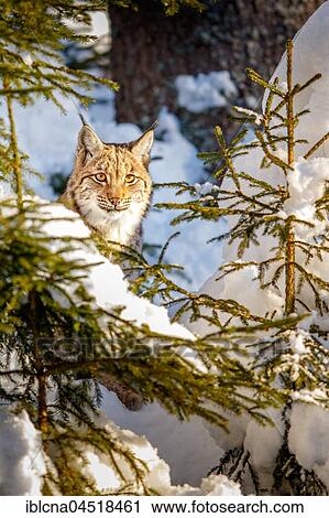 Eurasian Lynx (Lynx lynx), in the snow, spruce forest, Bavaria, Germany, Europe View Large Photo Image Stock Image - Eurasian Lynx (Lynx lynx), in the snow, spruce forest, Bavaria, Germany, Europe. Fotosearch