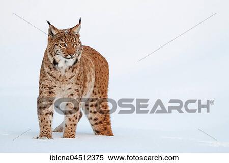 Eurasian lynx (lynx lynx), in the snow, winter, Bavaria, Germany, Europe View Large Photo Image Stock Photography - Eurasian lynx (lynx lynx), in the snow, winter, Bavaria, Germany, Europe. Fotosearch