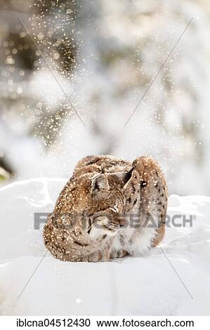 Stock Image - Eurasian lynx (lynx lynx), lying in snow, winter, Bavaria, Germany, Europe. Fotosearch