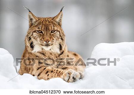 Eurasian lynx (lynx lynx), lying in the snow, portrait, winter, Bavaria, Germany, Europe View Large Photo Image Stock Image - Eurasian lynx (lynx lynx), lying in the snow, portrait, winter, Bavaria, Germany, Europe. Fotosearch