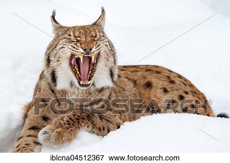 Stock Photo - Eurasian lynx (lynx lynx), lying in the snow and yawning, winter, Bavaria, Germany, Europe. Fotosearch