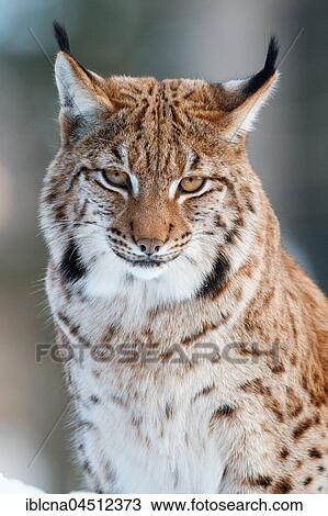 Stock Image - Eurasian lynx (lynx lynx), portrait, Bavaria, Germany, Europe. Fotosearch