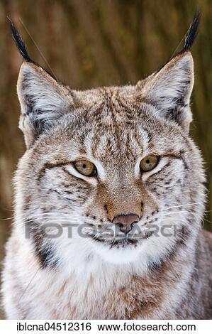 Stock Photograph - Eurasian lynx (Lynx lynx), portrait, captive, Hesse, Germany, Europe. Fotosearch