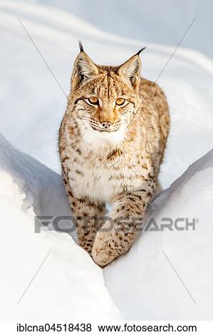 Stock Photo - Eurasian Lynx (Lynx lynx) running in the snow, frontal, Bavaria, Germany, Europe. Fotosearch