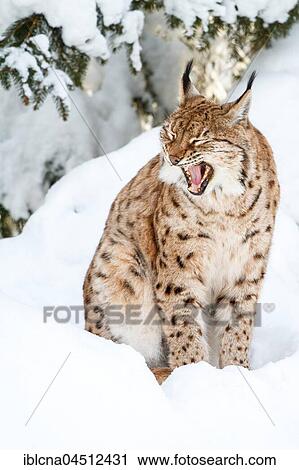 Eurasian lynx (lynx lynx), sitting in snow and yawning, winter, Bavaria, Germany, Europe View Large Photo Image Stock Image - Eurasian lynx (lynx lynx), sitting in snow and yawning, winter, Bavaria, Germany, Europe. Fotosearch
