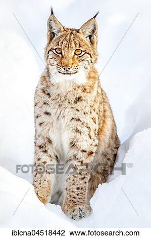 Eurasian Lynx (Lynx lynx), sitting in snow, Bavaria, Germany, Europe View Large Photo Image Stock Image - Eurasian Lynx (Lynx lynx), sitting in snow, Bavaria, Germany, Europe. Fotosearch