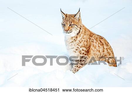 Stock Image - Eurasian lynx (Lynx lynx), sitting in the snow, Bavaria, Germany, Europe. Fotosearch