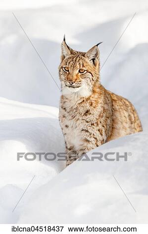 Stock Photo - Eurasian Lynx (Lynx lynx) sitting in snow, Bavaria, Germany, Europe. Fotosearch