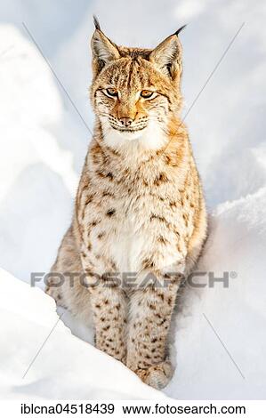 Stock Photo - Eurasian Lynx (Lynx lynx) sitting in snow, Bavaria, Germany, Europe. Fotosearch