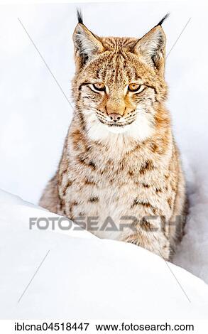 Eurasian Lynx (Lynx lynx), sitting in snow, Bavaria, Germany, Europe View Large Photo Image Stock Photo - Eurasian Lynx (Lynx lynx), sitting in snow, Bavaria, Germany, Europe. Fotosearch
