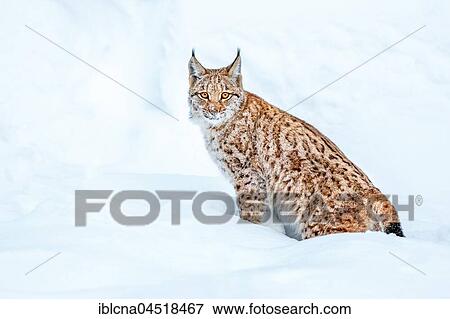 Stock Photo - Eurasian Lynx (Lynx lynx), sitting in snow, Bavaria, Germany, Europe. Fotosearch