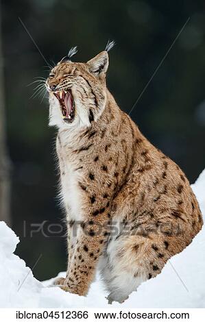 Stock Photograph - Eurasian lynx (lynx lynx), sitting in snow and yawning, winter, Bavaria, Germany, Europe. Fotosearch