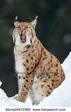Stock Photography - Eurasian lynx (lynx lynx), sitting in snow and yawning, winter, Bavaria, Germany, Europe. Fotosearch
