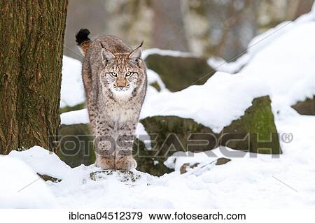 Stock Photo - Eurasian lynx (lynx lynx), snow, winter, Bavaria, Germany, Europe. Fotosearch