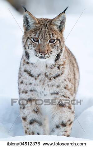 Stock Photograph - Eurasian lynx (lynx lynx), snow, winter, Bavaria, Germany, Europe. Fotosearch