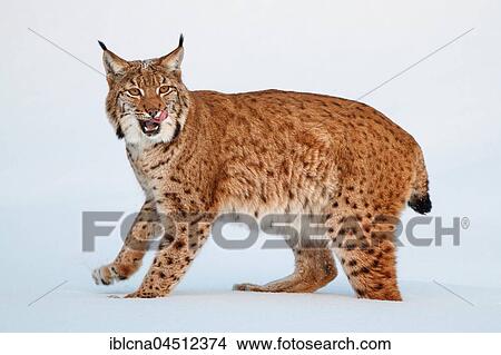 Picture - Eurasian lynx (lynx lynx) walking in the snow, winter, Bavaria, Germany, Europe. Fotosearch