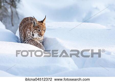 Stock Image - Eurasian lynx (lynx lynx) walking in the snow, winter, Bavaria, Germany, Europe. Fotosearch