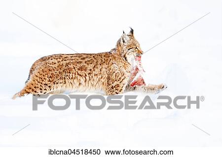Stock Image - Eurasian Lynx (Lynx lynx) with prey, running in the snow, Bavaria, Germany, Europe. Fotosearch
