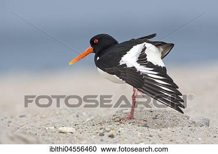 Eurasian oystercatcher (Haematopus ostralegus), stretching wing, North Sea coast, Schleswig-Holstein Wadden Sea, Schleswig-Holstein, Germany, Europe View Large Photo Image Stock Image - Eurasian oystercatcher (Haematopus ostralegus), stretching wing, North Sea coast, Schleswig-Holstein Wadden Sea, Schleswig-Holstein, Germany, Europe. Fotosearch