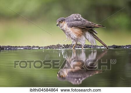 Picture - Eurasian sparrowhawk (Accipiter nisus), male, drinking at waterhole, National Park Kiskunság, Hungary, Europe. Fotosearch