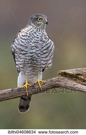 Eurasian sparrowhawk (Accipiter nisus), female on branch, Central Elbe Biosphere Reserve, Saxony-Anhalt, Germany, Europe View Large Photo Image Picture - Eurasian sparrowhawk (Accipiter nisus), female on branch, Central Elbe Biosphere Reserve, Saxony-Anhalt, Germany, Europe. Fotosearch