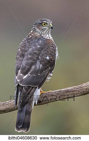 Stock Image - Eurasian sparrowhawk (Accipiter nisus), female on branch, Central Elbe Biosphere Reserve, Saxony-Anhalt, Germany, Europe. Fotosearch