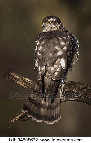 Eurasian sparrowhawk (Accipiter nisus), female sunbathing, Central Elbe Biosphere Reserve, Saxony-Anhalt, Germany, Europe View Large Photo Image Stock Image - Eurasian sparrowhawk (Accipiter nisus), female sunbathing, Central Elbe Biosphere Reserve, Saxony-Anhalt, Germany, Europe. Fotosearch