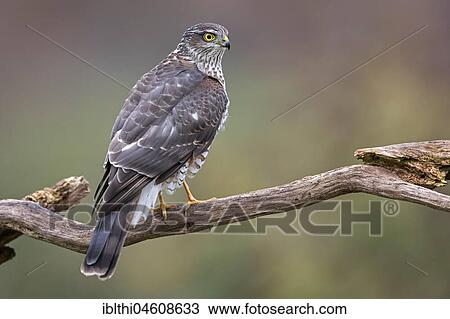 Eurasian sparrowhawk (Accipiter nisus), female on branch, Central Elbe Biosphere Reserve, Saxony-Anhalt, Germany, Europe View Large Photo Image Stock Image - Eurasian sparrowhawk (Accipiter nisus), female on branch, Central Elbe Biosphere Reserve, Saxony-Anhalt, Germany, Europe. Fotosearch
