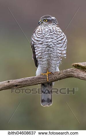 Eurasian sparrowhawk (Accipiter nisus), female on branch, Central Elbe Biosphere Reserve, Saxony-Anhalt, Germany, Europe View Large Photo Image Stock Photo - Eurasian sparrowhawk (Accipiter nisus), female on branch, Central Elbe Biosphere Reserve, Saxony-Anhalt, Germany, Europe. Fotosearch