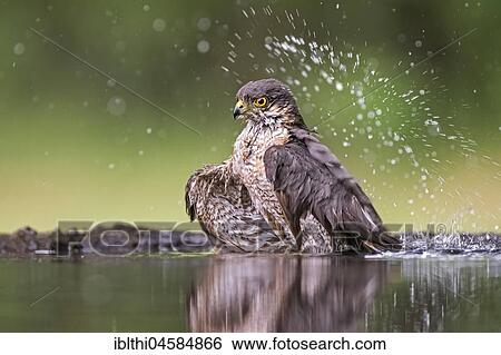 Eurasian sparrowhawk (Accipiter nisus), male, bathing at waterhole, National Park Kiskunság, Hungary, Europe View Large Photo Image Stock Photograph - Eurasian sparrowhawk (Accipiter nisus), male, bathing at waterhole, National Park Kiskunság, Hungary, Europe. Fotosearch