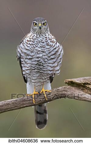 Eurasian sparrowhawk (Accipiter nisus), female on branch, Central Elbe Biosphere Reserve, Saxony-Anhalt, Germany, Europe View Large Photo Image Stock Photograph - Eurasian sparrowhawk (Accipiter nisus), female on branch, Central Elbe Biosphere Reserve, Saxony-Anhalt, Germany, Europe. Fotosearch